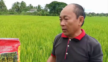 Bà con nông dân huyện Long Hồ, tỉnh Vĩnh Long sử dụng phân Con Lười cho Lúa đem lại hiệu quả rất tốt