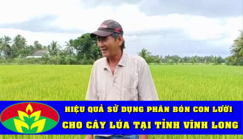 Nông dân tỉnh Vĩnh Long chia sẻ, đánh giá hiệu quả của cây Lúa bón phân Công Nghệ Sinh Học hiệu Con Lười