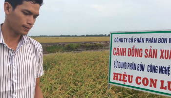 Lúa bón phân bón Công Nghệ Sinh Học Hiệu Con Lười tại tỉnh Kiên Giang đã chín gặp trời mưa được 10 ngày không thể thu hoạch được nhưng không bị đổ ngã