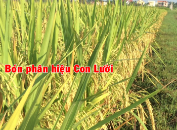 Ưu điểm vượt trội của cây Lúa bón phân Hiệu Con Lười trong vụ Mùa năm 2019 tại huyện Kiến Thụy, Hải Phòng
