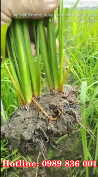 Thực tế đồng ruộng tại Đồng Tháp Mười: Lúa bón phân hiệu Con Lười được 35 ngày, thân cây to mập, cứng cây, dày lá, sạch sâu bệnh hại.