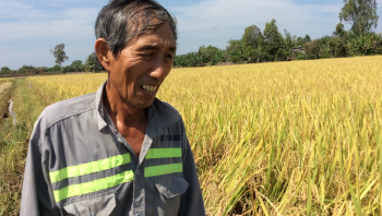 Lúa bón phân Hiệu Con Lười sắp thu hoạch nhà chú Tư Soi tại huyện Tân Thạnh, tỉnh Long An