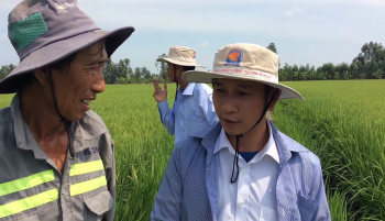 Lúa bón phân Công Nghệ Sinh Học hiệu Con Lười tại huyện Tân Thạnh, tỉnh Long An