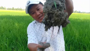 Đang triển khai mô hình Lúa sử dụng phân bón Công Nghệ Sinh học hiệu Con Lười tại xã Trường Xuân A, huyện Thới Lai, TP Cần Thơ.