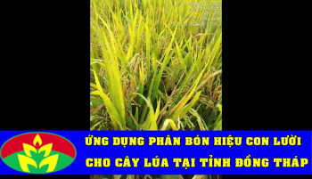 Cùng anh Nhân tại huyện Tháp Mười, tỉnh Đồng Tháp theo dõi quá trình sản xuất Lúa Nếp Sáp bón phân hiệu Con Lười đã cho thu hoạch ngày 19/01/2020