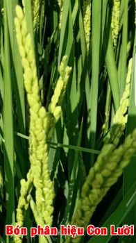  300 ha Lúa Nhật ĐS1 bón phân hiệu Con Lười. Thực tế đồng ruộng tại tỉnh Kiên Giang ngày 05/02/2020