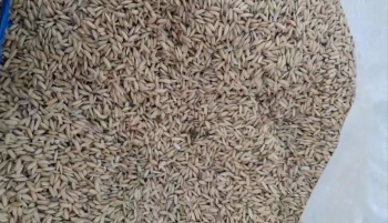 Thu hoạch Lúa bón phân Con Lười tại xã Vĩnh Châu A, huyện Tân Hưng, tỉnh Long An