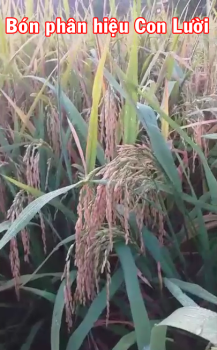 Thực tế Lúa bón phân Công Nghệ Sinh Học hiệu Con Lười tại huyện Long Hồ, tỉnh Vĩnh Long năm 2020.