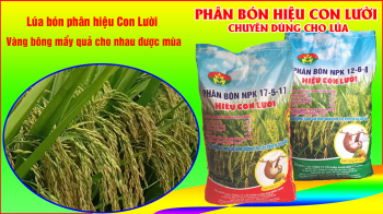 HƯỚNG DẪN SỬ DỤNG PHÂN BÓN HIỆU CON LƯỜI CHO CÂY LÚA NĂM 2020