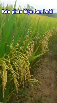 Thực tế Lúa bón phân công nghệ sinh học hiệu Con Lười xã Hương Thủy, Huyện Hương Khê, tỉnh Hà Tĩnh