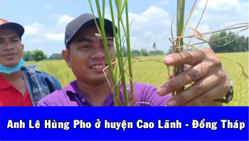 Cán bộ Gia Đình Lười về thăm Lúa bón phân hiệu Con Lười nhà anh Pho tại tỉnh Đồng Tháp.