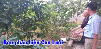 Sư thầy tại Hải Phòng đã tin dùng Phân bón Hiệu Con Lười cho vườn cây ăn trái của nhà Chùa được 3 năm đều cho hiệu quả phát triển tốt.