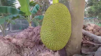 Bà con tại tỉnh Long An sử dụng phân bón hiệu Con Lười cho cây Mít cho kết quả rất tốt