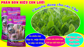 Phân bón tốt nhất cho cây Chè - Phân hiệu Con Lười