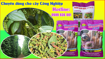 Phân bón tốt nhất cho cây Hồ Tiêu - Phân hiệu Con Lười