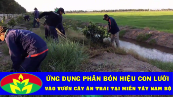 Bà con Miền Tây Nam Bộ ứng dụng PHÂN BÓN Công nghệ sinh học HIỆU CON LƯỜI vào trồng cây ăn trái