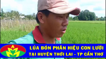 Ngày 10/5/2020 cán bộ gia đình mùa vàng Cần Thơ đi thăm quan, đánh giá sự phát triển của Lúa bón phân hiệu Con Lười tại nhà Anh Tuấn ở xã Thới Tân, huyện Thới Lai,TP Cần Thơ