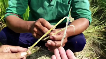 Cán bộ Gia Đình Lười cùng nông dân tại huyện Thới Lai, TP Cần Thơ đánh giá so sánh cây Lúa bón phân hiệu Con Lười và Lúa bón phân khác giai đoạn làm Đòng
