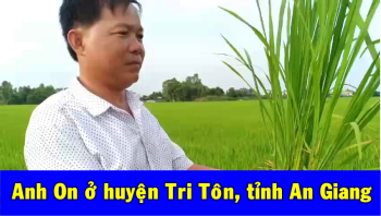 Lúa bón phân hiệu Con Lười của anh ON ở huyện Tri Tôn, tỉnh An Giang trong vụ Hè Thu năm 2020