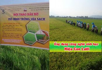 Mô hình sản xuất lúa sạch ứng dụng phân bón Công Nghệ Sinh Học hiệu Con Lười tại Hợp Tác Xã Thành Tín - Thôn Yên Thành II – Xã Đăk Nuê - Huyện Lăk - Tỉnh Đăk Lăk.