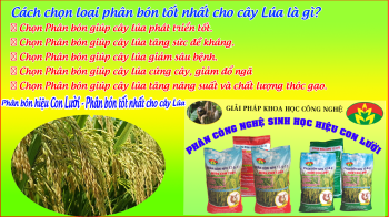 Cách chọn phân bón tốt nhất cho cây Lúa là gì???