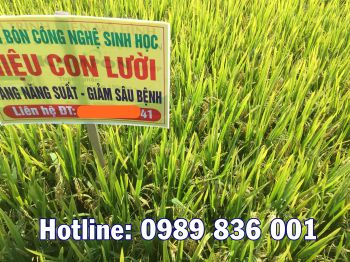 Ngày 21/05/2020, Cán bộ Gia Đình Lười đi thăm quan đánh giá các mô hình Lúa, Ngô, Chè sử dụng phân bón Công Nghệ Sinh Học hiệu Con Lười tại huyện Phổ Yên, tỉnh Thái Nguyên
