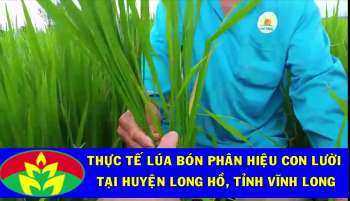 Thực tế Lúa bón phân Con Lười trong vụ Hè thu năm 2020 tại huyện Long Hồ, tỉnh Vĩnh Long.