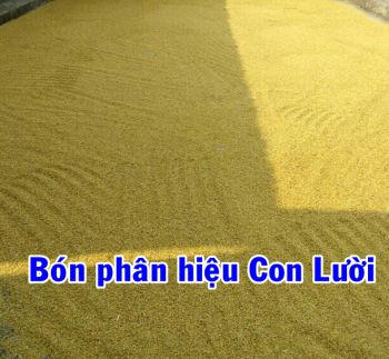 Thành quả Lúa Hương Thơm số 1 bón phân hiệu Con Lười nhà anh Dương Hoa Thắng tại tỉnh Thái Nguyên đã cho thu hoạch ngày 25/05/2020