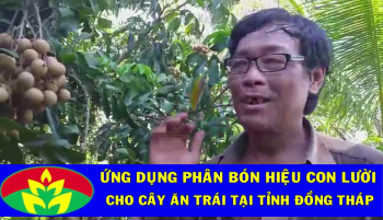 Nông dân tỉnh Đồng Tháp ứng dụng phân bón hiệu Con Lười cho cây Nhãn: Cây ra nhiều trái, trái to và ăn ngọt đậm hơn đối chứng bón phân khác.