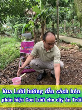 Quy trình bón phân hiệu Con Lười cho cây ăn Trái năm 2020