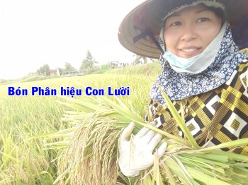 Lúa bón phân hiệu Con Lười tại Hải Phòng đang vào vụ thu hoạch. Năm 2020, bà con rất phấn khởi vì sử dụng phân Con Lười đều cho vụ mùa bội thu.