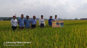 Đánh giá hiệu quả đầu bờ lúa bón Phân hiệu Con Lười trong vụ Xuân năm 2020 tại Thủy Nguyên,Hải Phòng