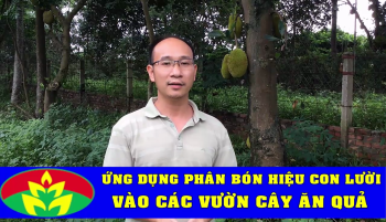 Vua Lười đi thăm quan những vườn cây Ăn Trái sử dụng phân hiệu Con Lười F16 ở một số tỉnh Miền Bắc