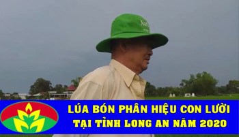 Thực tế Lúa bón phân hiệu Con Lười vụ Hè Thu năm 2020 tại Thị xã Kiến Tường, tỉnh Long An.