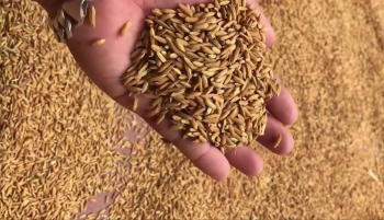 Thành quả thóc vàng bón phân hiệu Con Lười đã cho thu hoạch trong vụ Chiêm Xuân năm 2020 của nhà bác Sơn ở xã Xuân Canh, huyện Đông Anh, TP Hà Nội