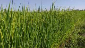 Thực tế Lúa bón phân hiệu Con Lười tại huyện Long Hồ, tỉnh Vĩnh Long trong vụ Hè Thu năm 2020