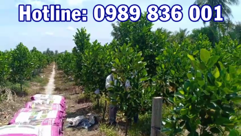 Phân bón công Nghệ Sinh học hiệu Con Lười F16 được đưa về tỉnh Vĩnh long phục vụ bà con trồng Mít