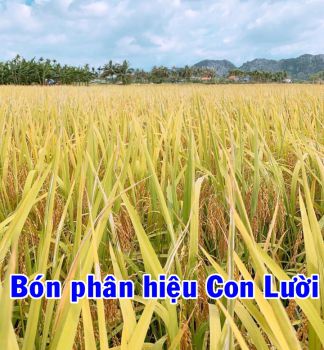 Lúa bón Phân Hiệu Con Lười trên cánh đồng xã Minh Tân huyện Thủy Nguyên, TP Hải Phòng đang vào mùa cho thu hoạch đạt năng suất cao.