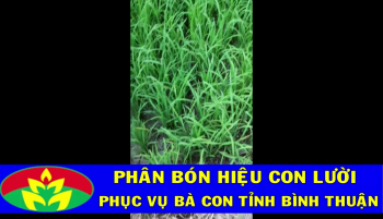 Nông dân tỉnh Bình Thuận tin dùng phân bón hiệu Con Lười cho Lúa.