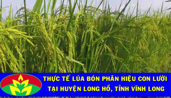 Anh Ba Diệu ở huyện Long Hồ, tỉnh Vĩnh Long đã tin dùng Phân Bón công nghệ sinh học hiệu Con Lười cho giống Lúa Ngọc đỏ hương dứa thu được kết quả rất tốt