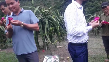 Lãnh đạo và các ban nghành huyện Thuận Châu, Sơn La đi thăm mô hình và đánh giá chất lượng Vườn Thanh Long sử dụng phân công nghệ sinh học hiệu Con Lười.