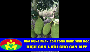 Nông dân tỉnh Phú Yên tin dùng Phân bón công nghệ sinh học hiệu Con Lười cho cây Mít.