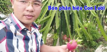 Thực tế vườn Thanh Long bón phân Công Nghệ sinh học hiệu Con Lười tại huyện An Lão, TP Hải Phòng