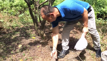 Vua Lười hướng dẫn kỹ thuật bón phân Hiệu Con Lười cho cây ăn Trái tại nhà Vua Bưởi tại Trà Vinh