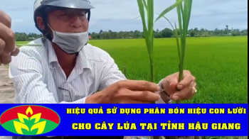 Sáng ngày 17/08/2020, Cán bộ chi nhánh Gia Đình Lười Cần Thơ đã đến đánh giá mô hình Lúa sử dụng phân bón Công Nghệ Sinh học hiệu Con Lười tại hợp tác xã Tân Tiến, Thành phố Vị Thanh, tỉnh Hậu Giang