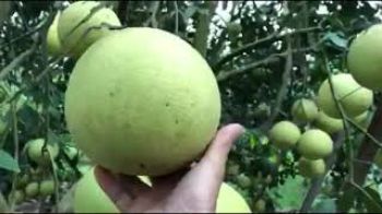 Đây là kết quả vườn Bưởi Phúc Trạch tại tỉnh Hà Tĩnh ứng dụng phân bón Hiệu Con Lười trong năm 2020