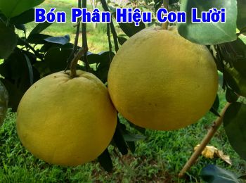 Đây là kết quả vườn Bưởi Phúc Trạch tại tỉnh Hà Tĩnh ứng dụng phân bón Hiệu Con Lười trong năm 2020: Bộ lá xanh bóng, sạch sâu bệnh hại, mã quả đẹp, kích thước quả to đồng đều, chất lượng quả ngon xuất sắc.