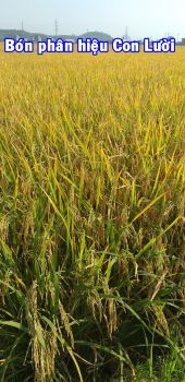 Lúa Đài Thơm 8 trong vụ Mùa năm 2020 bón phân công nghệ sinh học hiệu Con Lười tại TP Hải Phòng