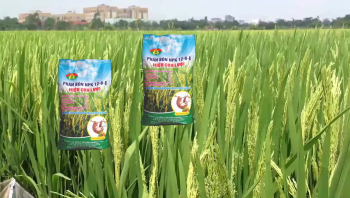 Phân bón thông minh - phân bón hiệu Con Lười chuyên dùng cho cây Lúa