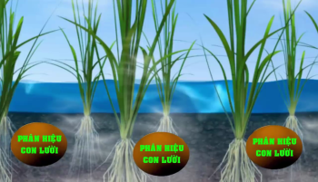 Phân bón Công Nghệ Sinh Học hiệu Con Lười - Phân bón tốt nhất cho cây Lúa